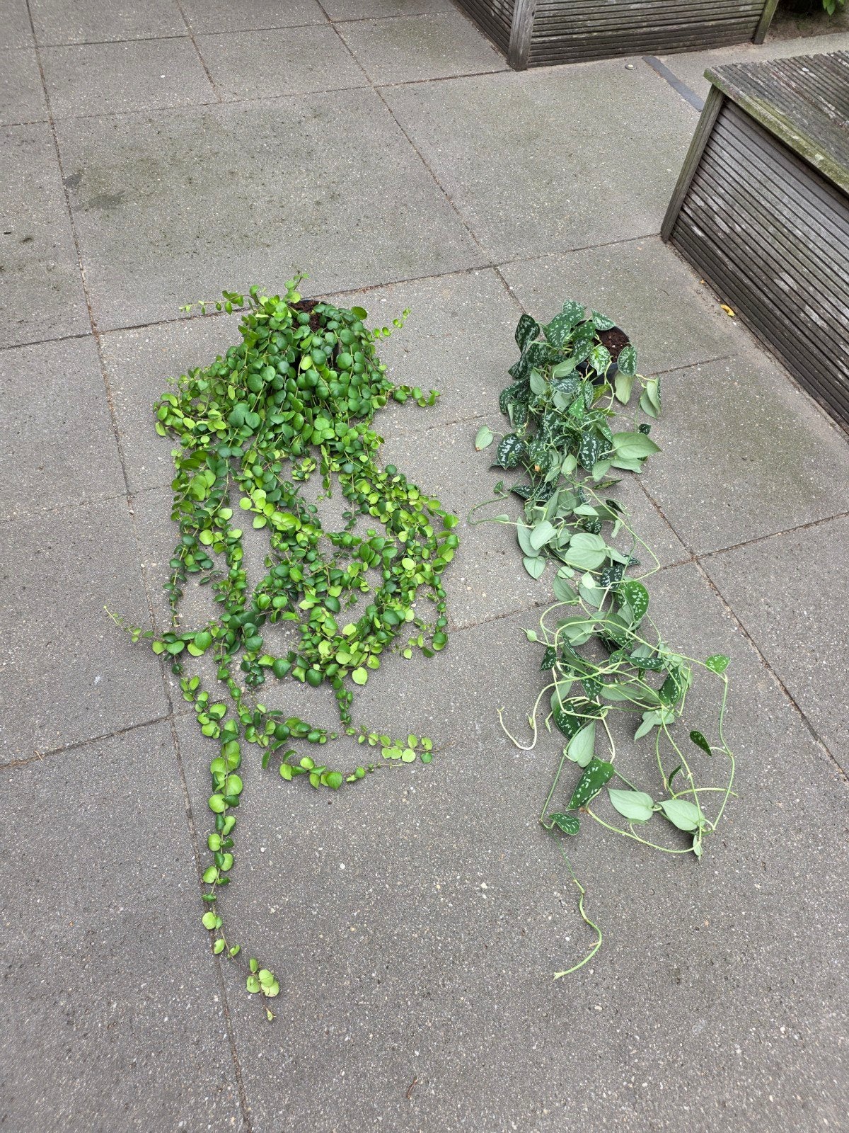 2x lange hangplanten (linkse met bloei), Huis en Inrichting, Kamerplanten, Ophalen, Minder dan 100 cm