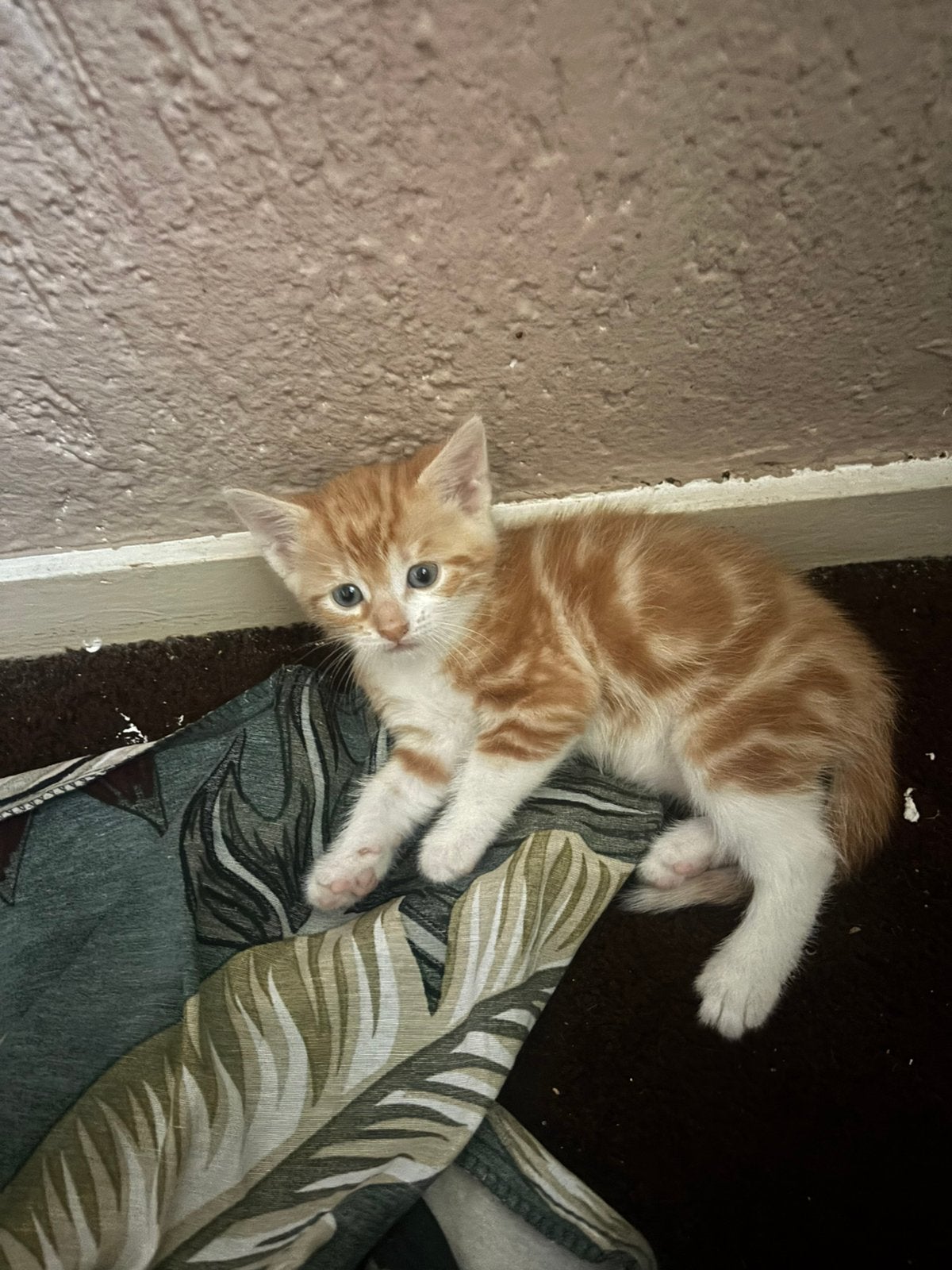 Kitten jongtje, Dieren en Toebehoren, 0 tot 2 jaar