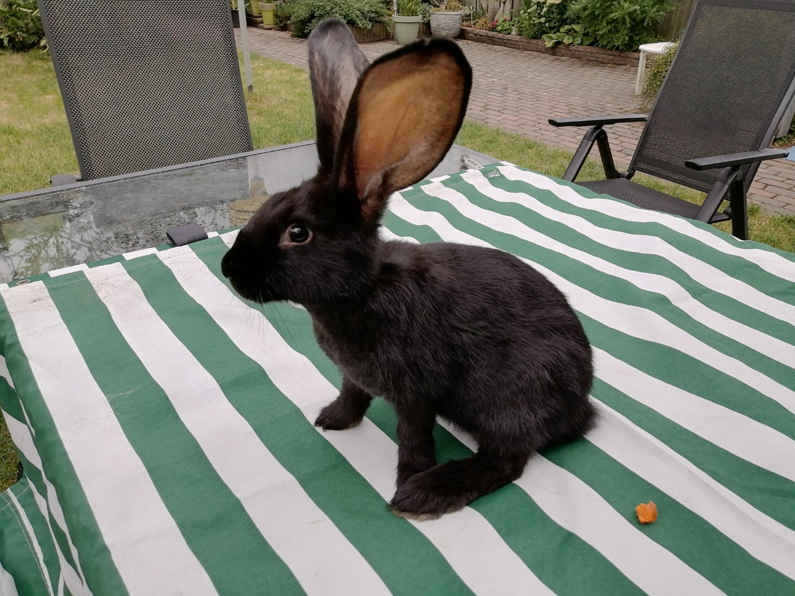 lotharinger voedster, Vrouwelijk, Groot, 0 tot 2 jaar