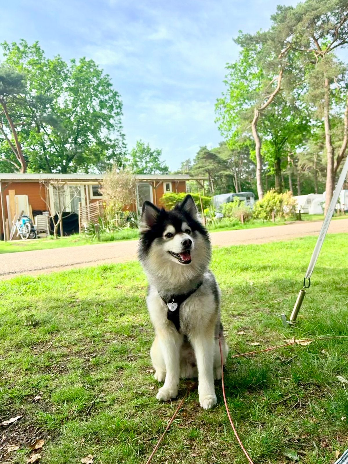 F1 Pomsky dekreu, Dieren en Toebehoren, Parvo, Eén hond, 3 tot 5 jaar, Nederland