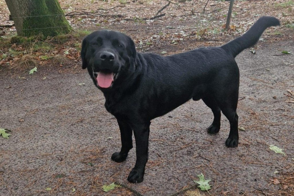 Zwarte labrador reu 2 jaar, Reu, CDV (hondenziekte), 1 tot 2 jaar, Labrador retriever