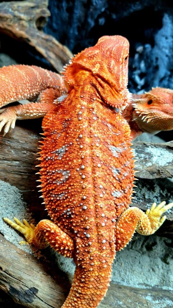 Uniek baardagaam vrouwtje 9 maanden Hypo het Trans/Albino, Hagedis, Tam, 0 tot 2 jaar