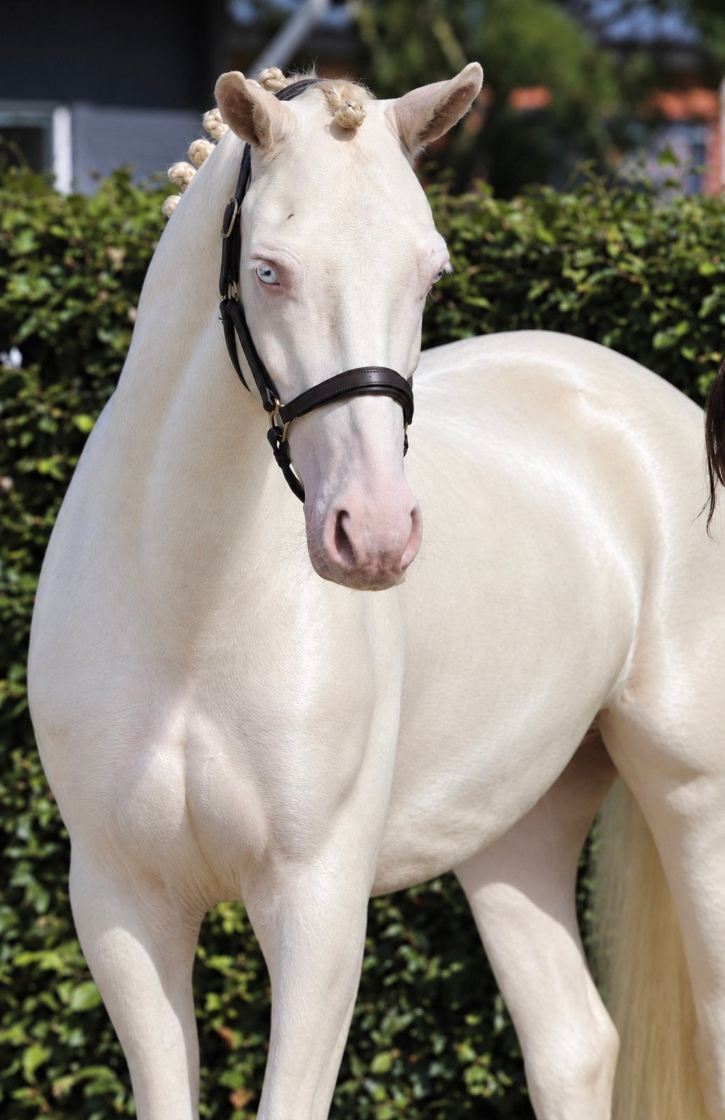 Prachtige connemara cremello ruin met mooie afstamming, 4jr, E pony (1.48m - 1.57m), Met stamboom, Ruin, Dressuurpony