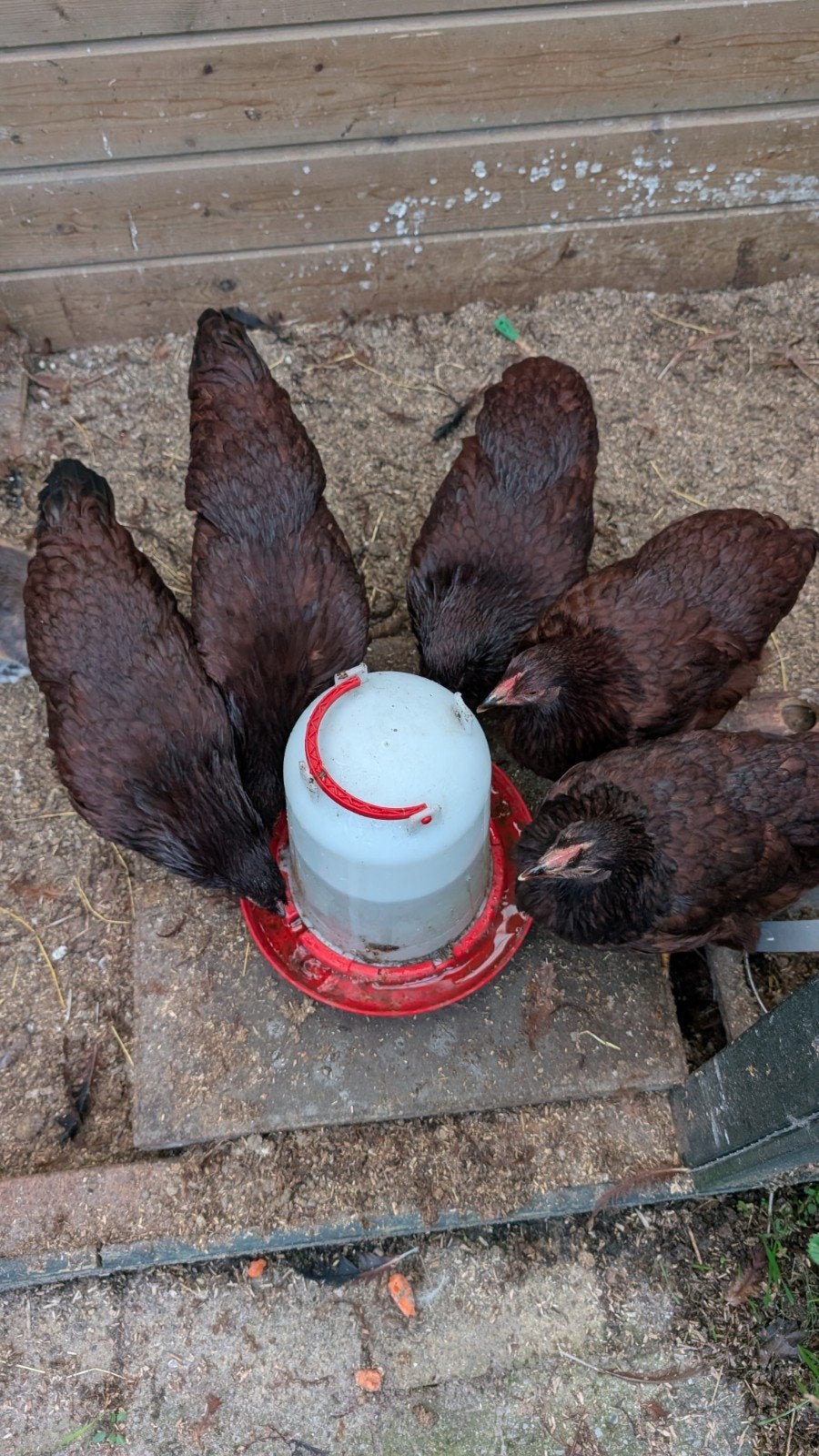 Red Island hen, Dieren en Toebehoren, Vrouwelijk, Kip