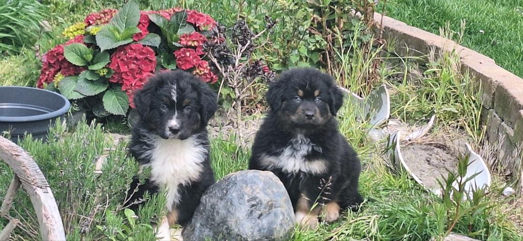 Australian shepherd x Golden retriever x Berner Sennen pups, Nederland, Meerdere, Meerdere dieren, Fokker | Professioneel