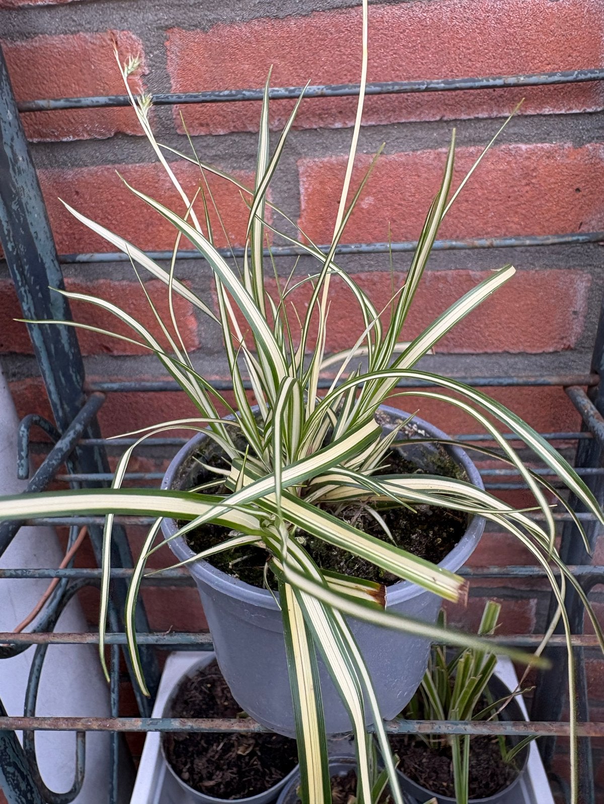 Carex oshimensis 'Evergold' (Japanse zegge), Ophalen, Vaste plant, Siergrassen, Bloeit niet