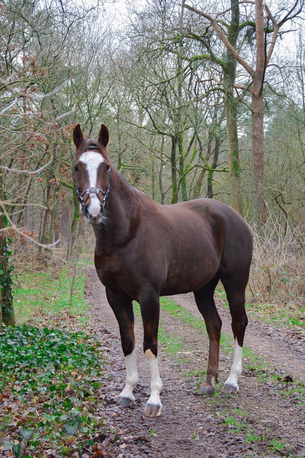 te koop kwpn merrie ( fokmerrie ), Merrie, Springpaard, Met stamboom, L