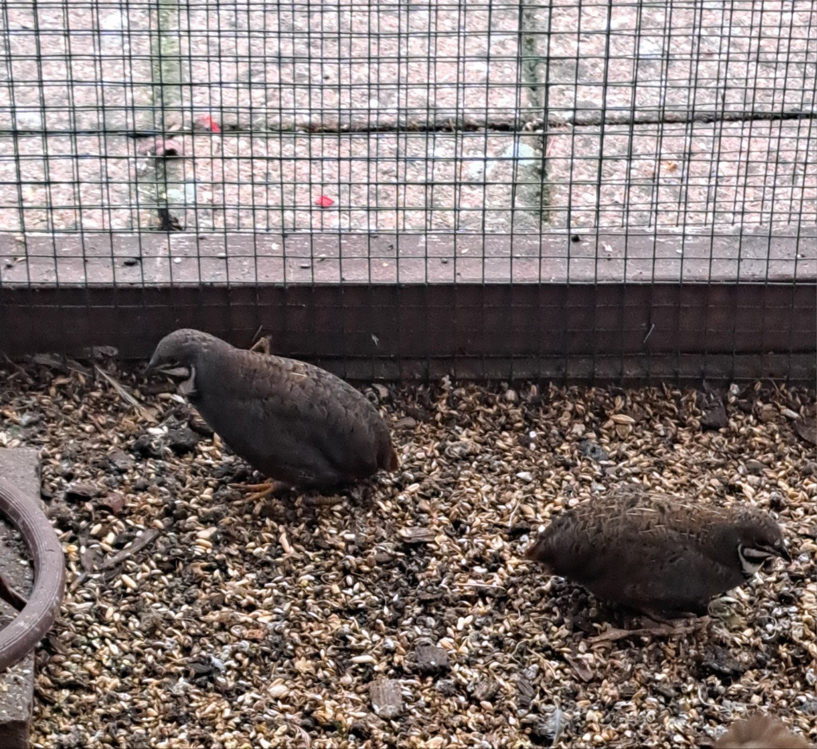jonge chinese dwerg kwartels mannetjes, Meerdere dieren