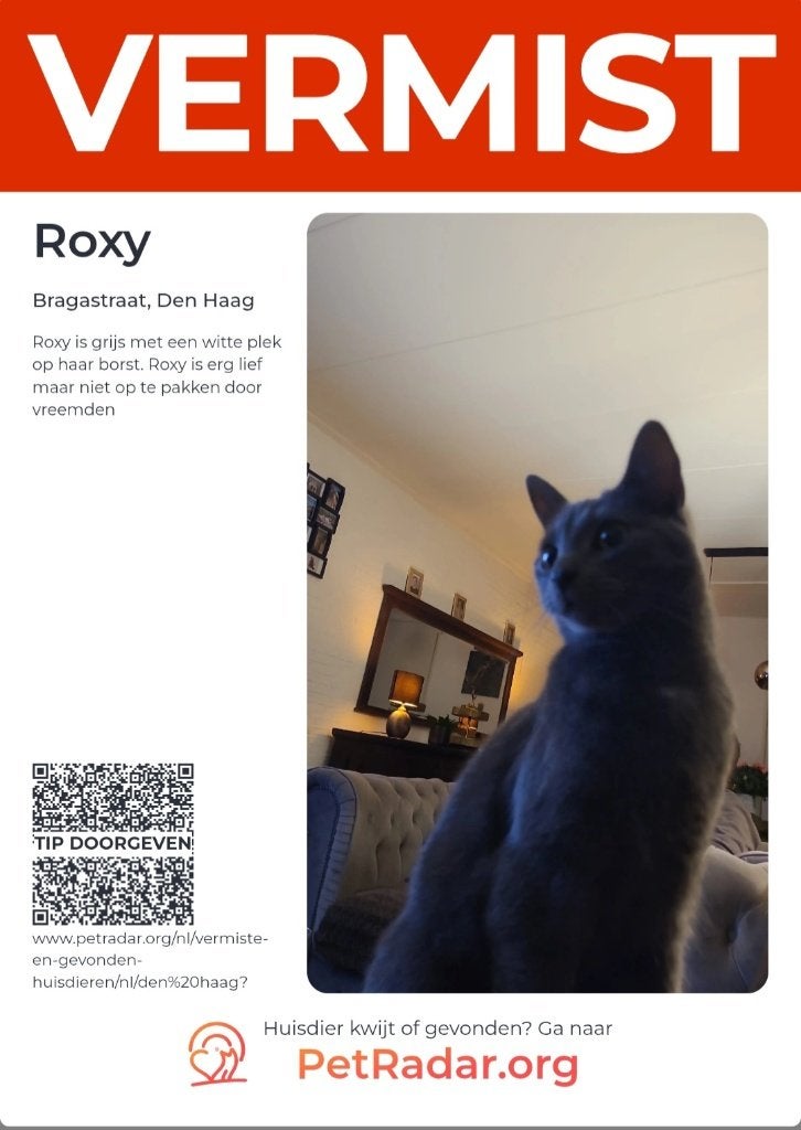 Poes vermist, Dieren en Toebehoren, Kat