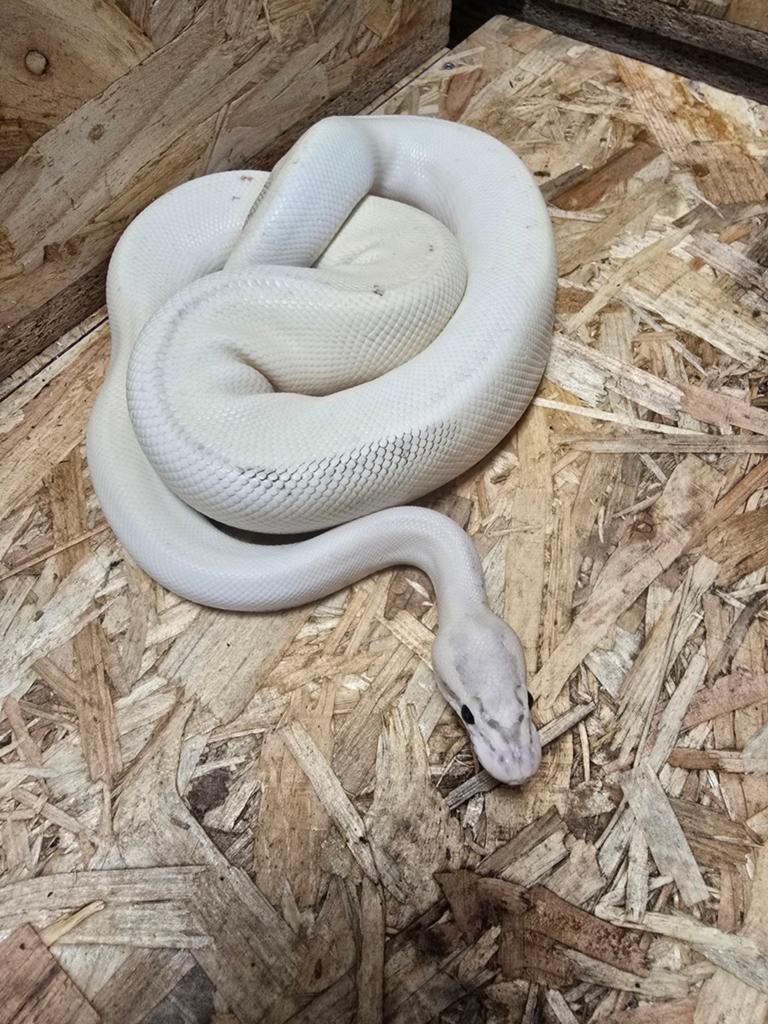 1.0 Koningspython loki high intesiti orange  dream puma Ball Python - male for sale from Lost Treasures