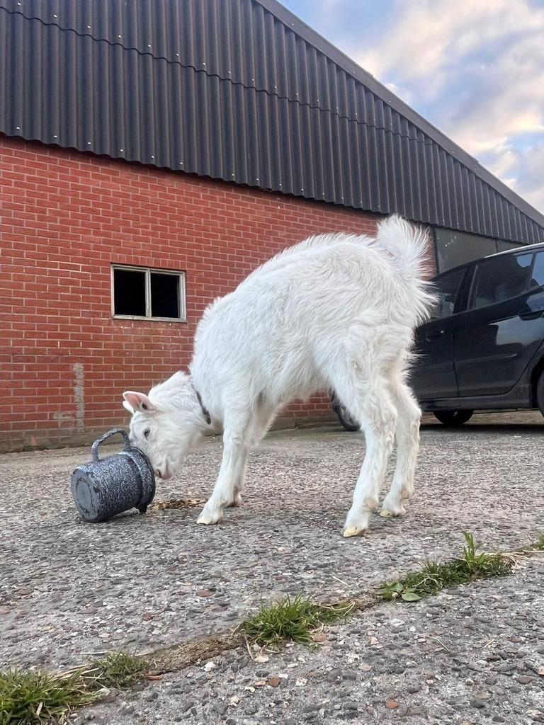 Tamme witte melkgeit, Dieren en Toebehoren, Vrouwelijk, Geit, 0 tot 2 jaar