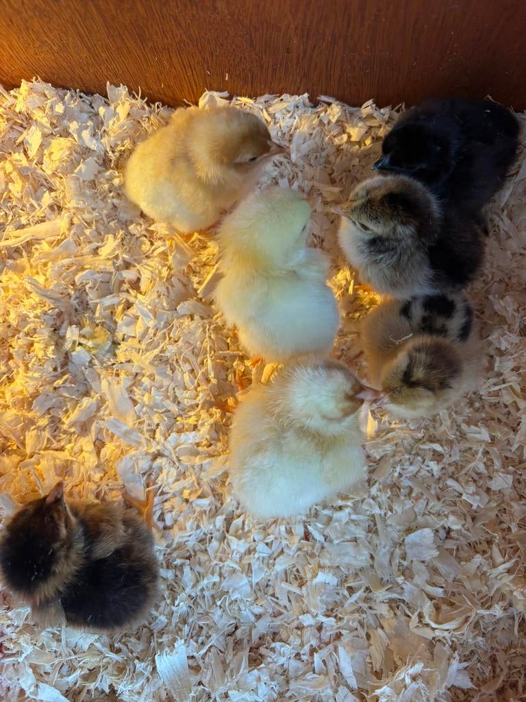 Broedeieren te koop, Dieren en Toebehoren, Geslacht onbekend, Kip