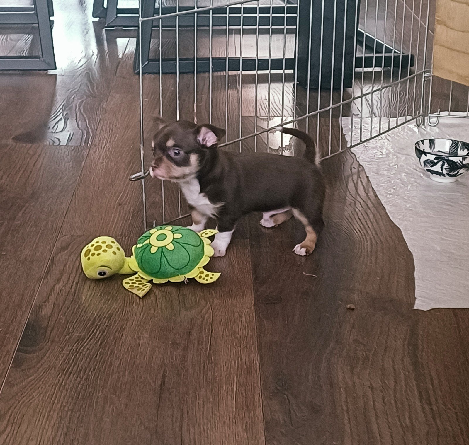 Chihuahua reutje, Dieren en Toebehoren, Honden | Chihuahua's en Gezelschapshonden, Reu, Chihuahua, Particulier, Eén hond, Nederland