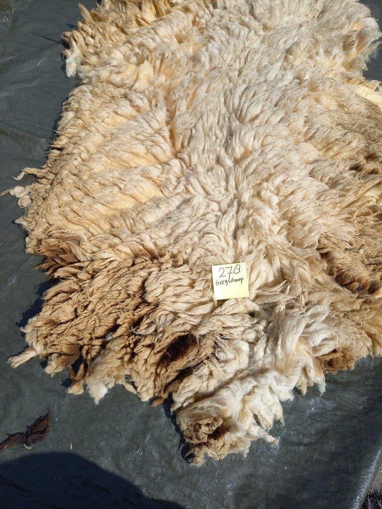 nr 278 Geschoren vacht van een bergschaap - Ruwe wol, Ophalen of Verzenden, Gebruikt