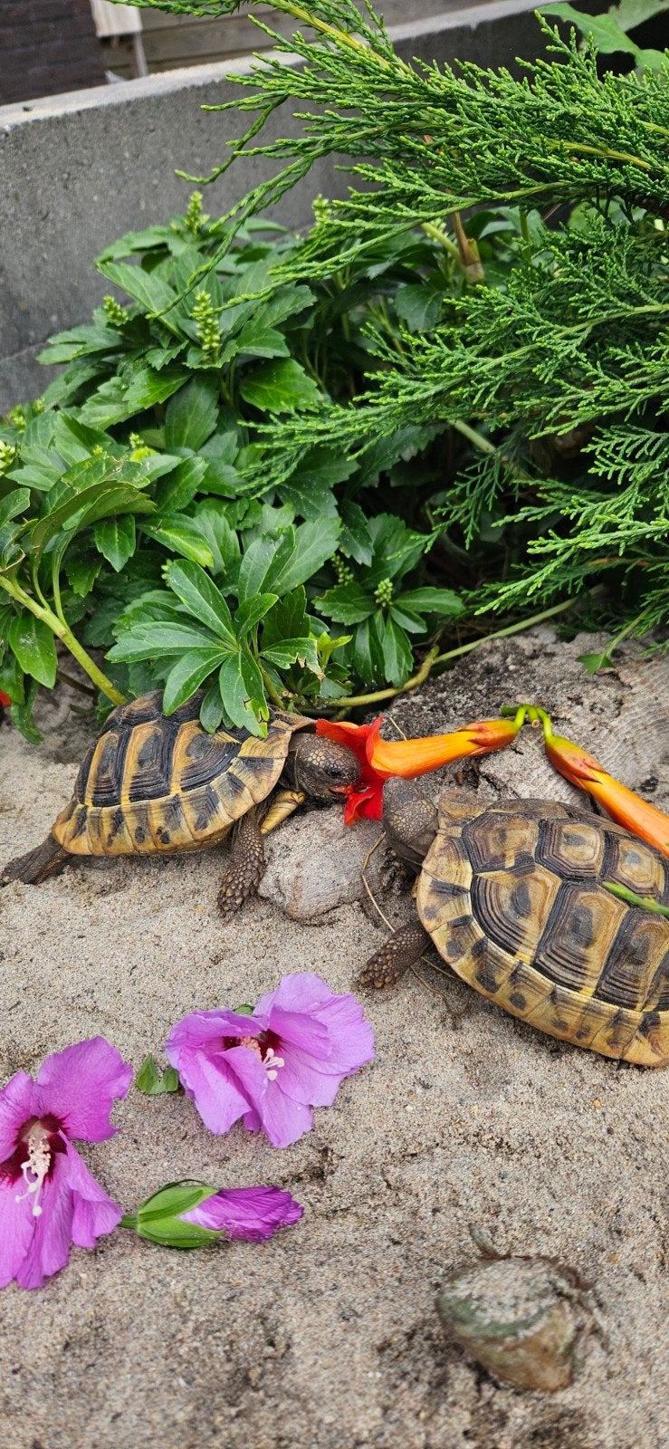 Prachtige gechipte vrouw landschildpad uit 2016 Tortoise photo 8