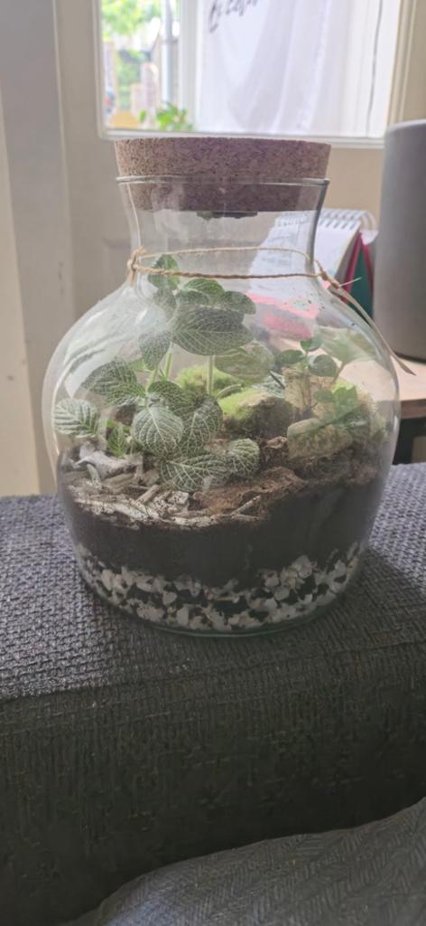 DIY Terrarium Pakket - Maak je eigen mini-ecosysteem!, Nieuw, Meerkleurig, Natuurlijk materiaal, Educatief