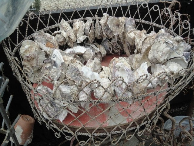1 oude decoratieve OESTER SLINGER / oesterslinger deco, Ophalen of Verzenden