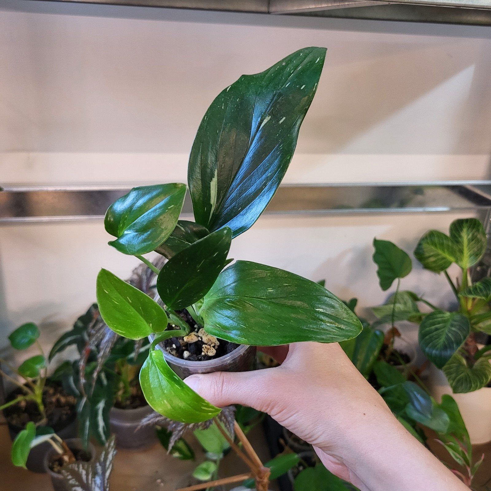 Monstera standleyana, Huis en Inrichting, Kamerplanten, Ophalen of Verzenden, Halfschaduw, Minder dan 100 cm