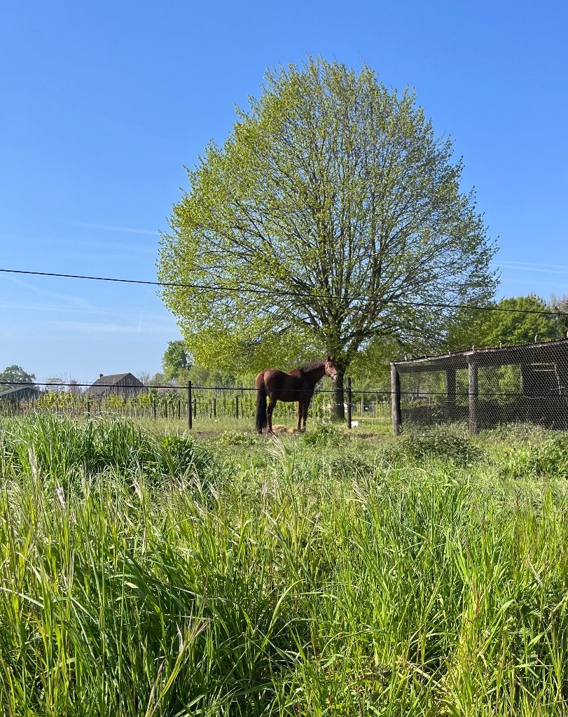 Gezocht: Weidemaatje in bruikleen, Weidegang, 2 of 3 paarden of pony's