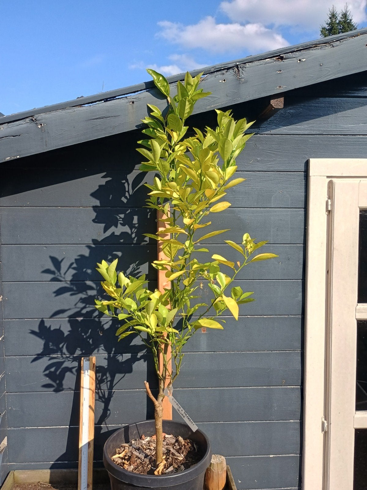Gele Grapefruitboom (Citrus x paradisi Jaune) - 1.5m, Tuin en Terras, Ophalen, Lente, Overige soorten, Volle zon