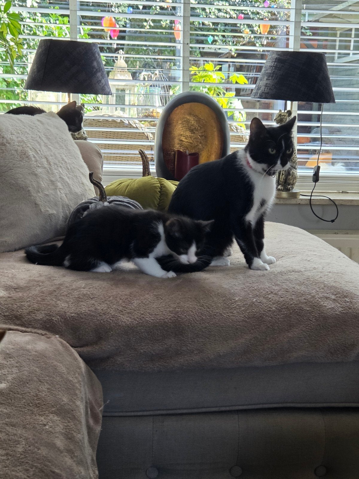 Bengaal kruising kittens, Dieren en Toebehoren, Meerdere dieren, Kortharig, 0 tot 2 jaar