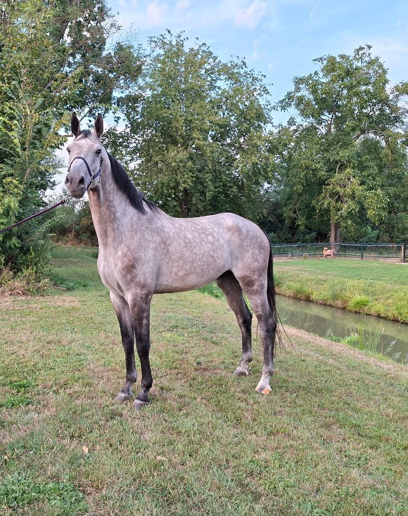 Te koop 6 jarige ruin, Met stamboom, Springpaard, Ruin, 170 tot 175 cm