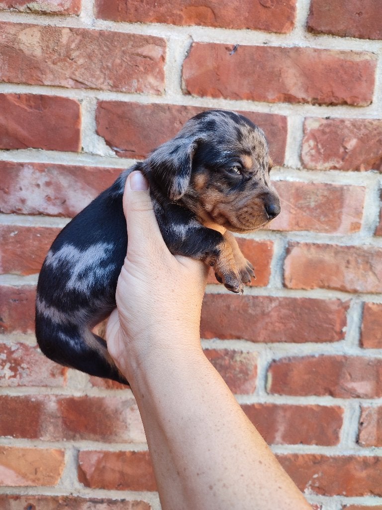 Mooie dwergteckel pups, Parvo, België, Particulier, 8 tot 15 weken