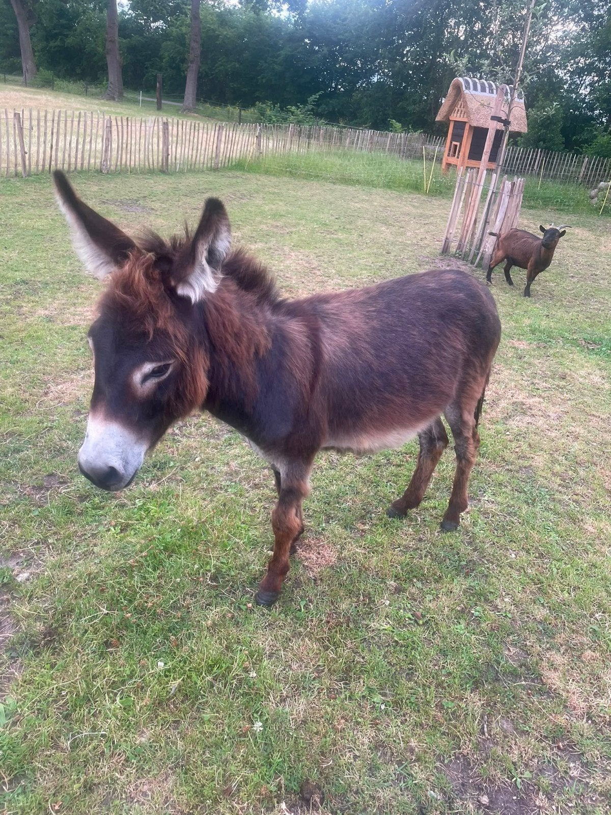 Mooie kleine ezels, April, Meerdere dieren