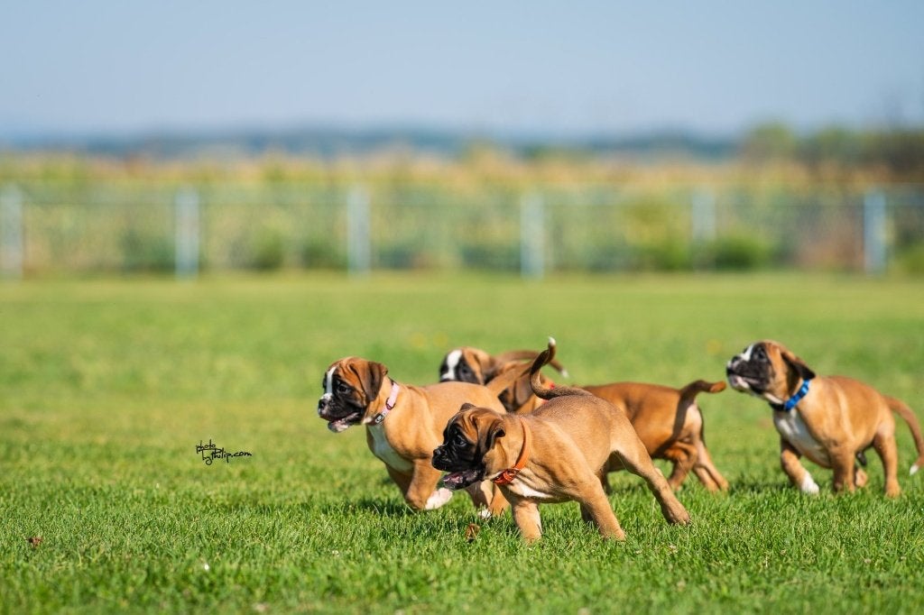 Boxer puppy's, Overige rassen, 8 tot 15 weken, Parvo, Meerdere