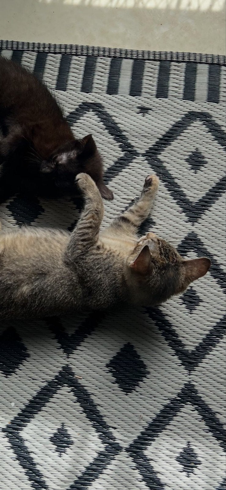 kittens 3.5 maandjes oud, Meerdere dieren, Ontwormd, 0 tot 2 jaar