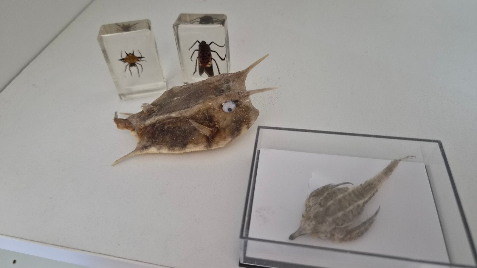 Opgezette koffervis ,andere vis en 2 insecten in hars, Verzamelen, Ophalen of Verzenden, Gebruikt