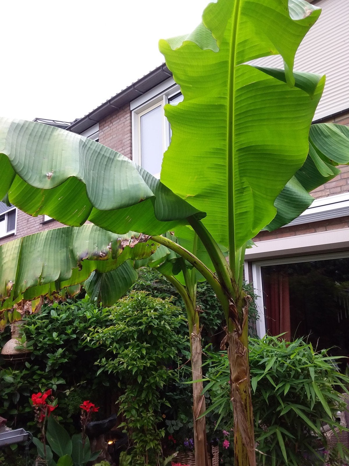 Winterharde Bananenboom Musa Basjoo - 2-3 meter hoog, Tuin en Terras, Overige soorten, Volle zon, Vaste plant, Ophalen of Verzenden