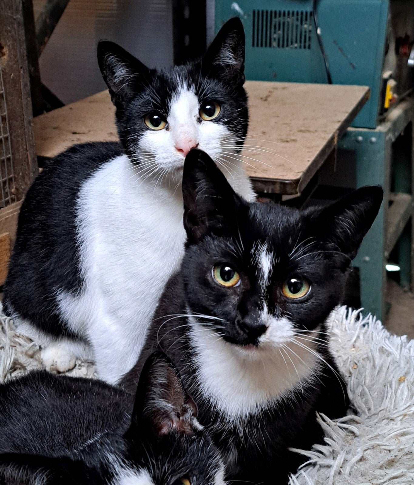 2 lieve katjes van de boerderij, Dieren en Toebehoren, Meerdere dieren, Kortharig, 0 tot 2 jaar