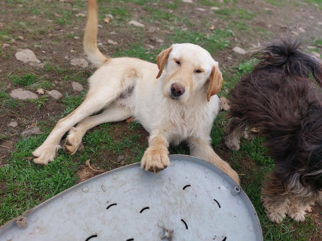 FINLEY, KNAPPE VRIENDELIJK SPEELS JONGE REU GROTE MIDDELMAAT, Dieren en Toebehoren, Particulier, 15 weken tot 1 jaar, Reu, Buitenland