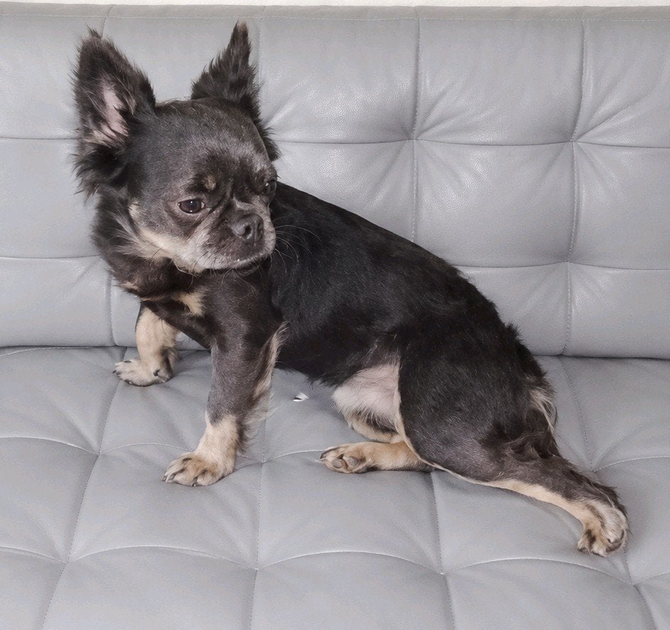 fluffy franse bulldog teef, 1 tot 2 jaar, Teef, Parvo, Bulldog