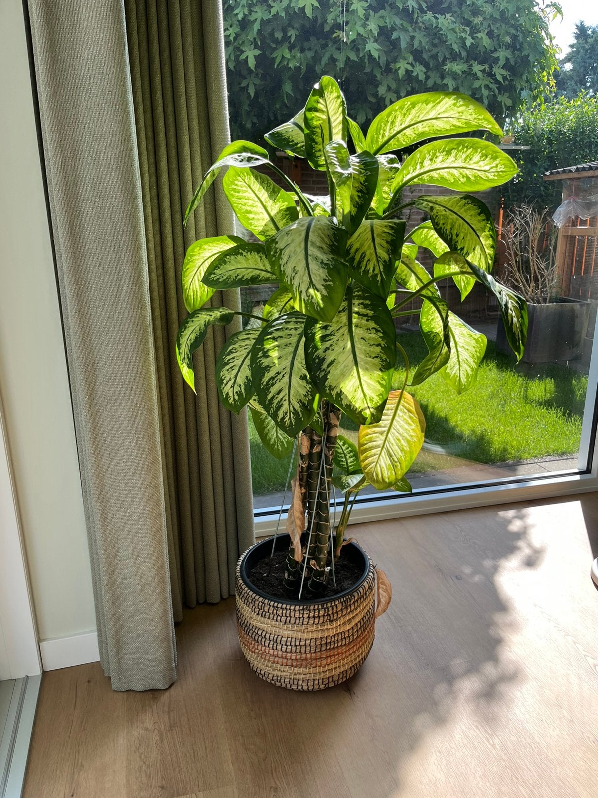 Dieffenbachia plant 1,5 meter hoog, Huis en Inrichting, Kamerplanten, Ophalen, Halfschaduw