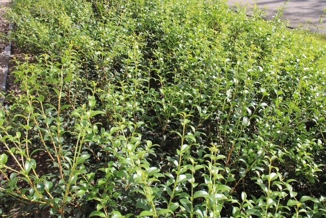 Schijnhulst burkwooddii / Osmanthus  burkwoodii, Ophalen of Verzenden, Overige soorten, Haag, 100 tot 250 cm