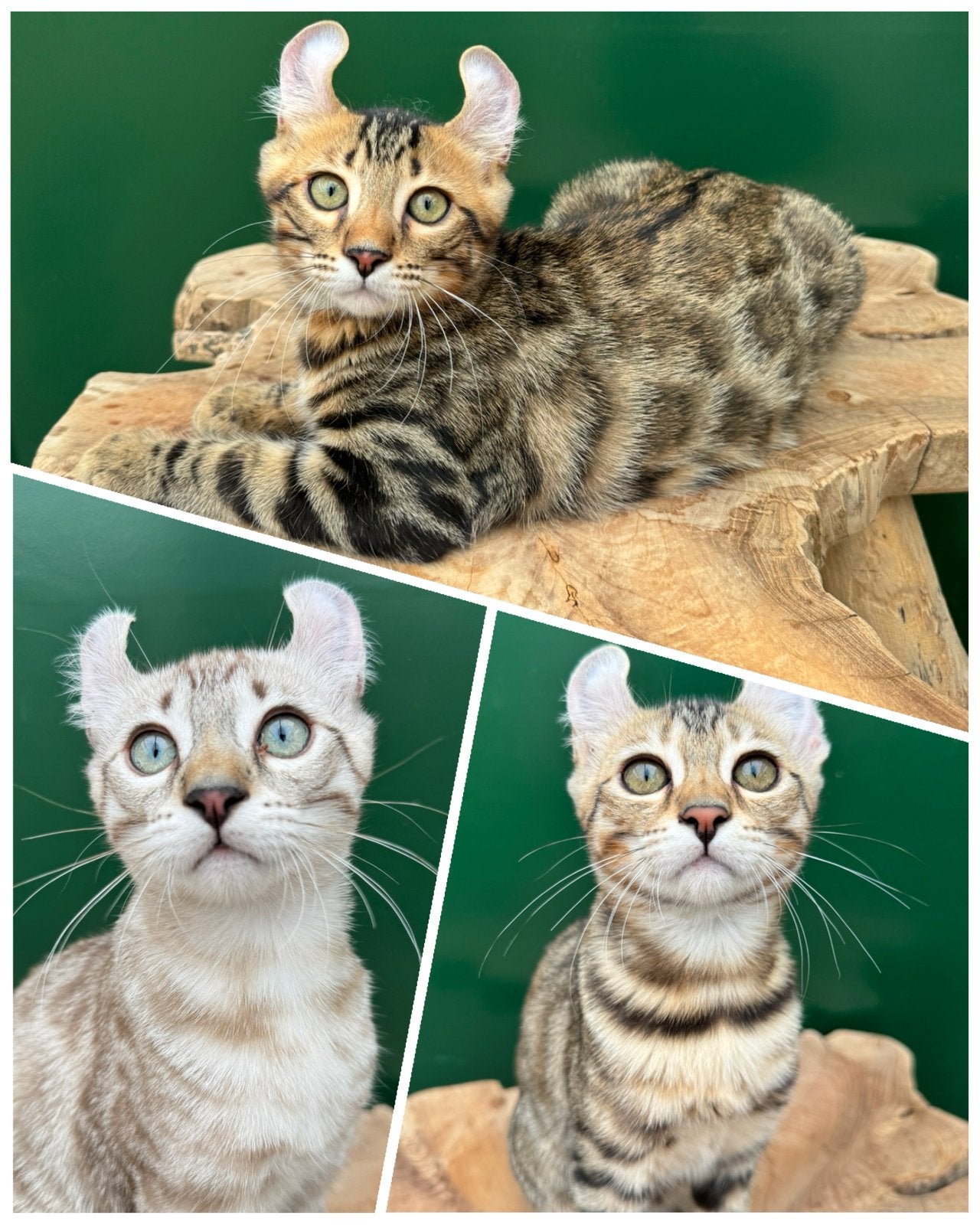 American curl kittens | aanhankelijk | heel lief, Meerdere dieren