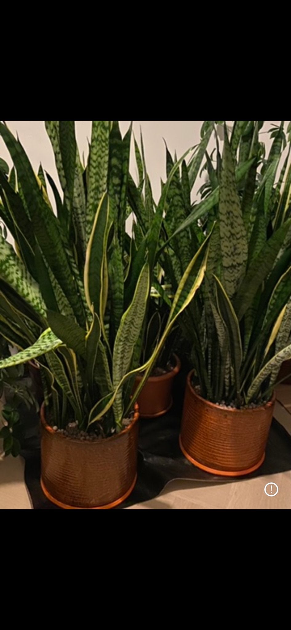 Diverse collectie kamerplanten te koop, Overige soorten, Vaste plant, Ophalen of Verzenden, Bloeit niet