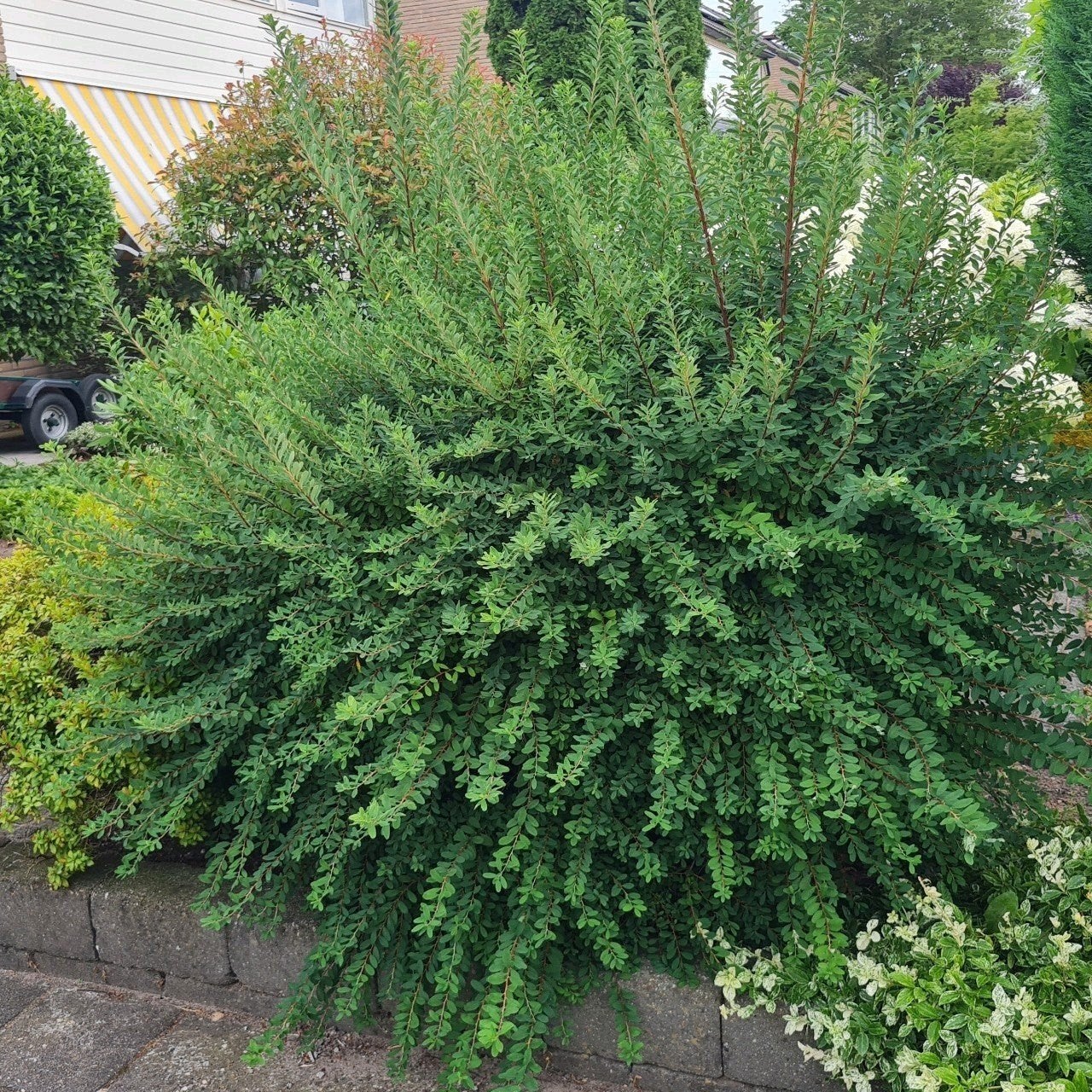 Gratis planten ophalen (wel uitgraven), Tuin en Terras, Planten | Bomen, Ophalen, Halfschaduw, Overige soorten, 100 tot 250 cm