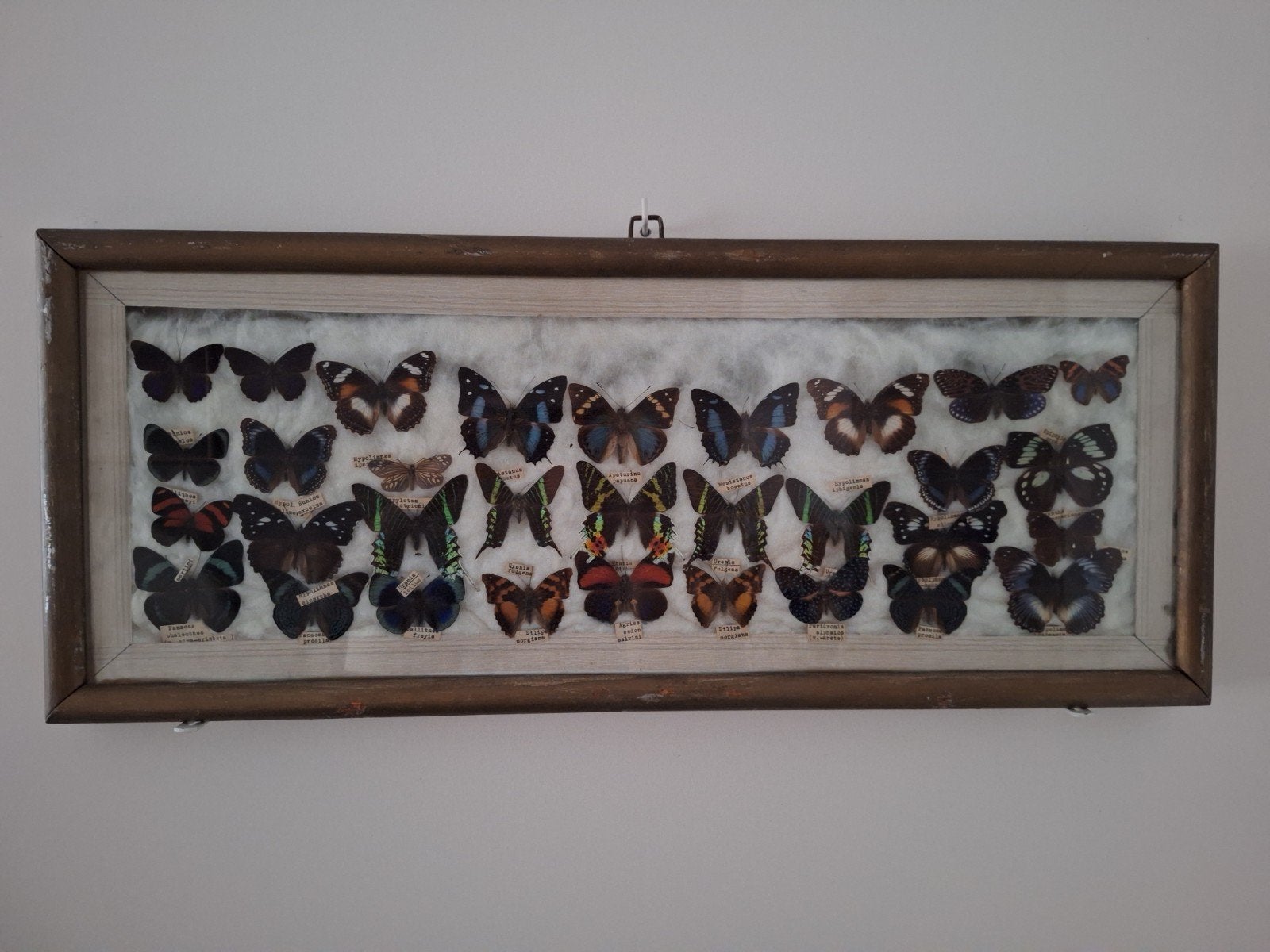 DUBBELE VLINDERKAST z.amerika/ z.afrika/z.azië VINTAGE, Ophalen, Gebruikt, Insect, Opgezet dier