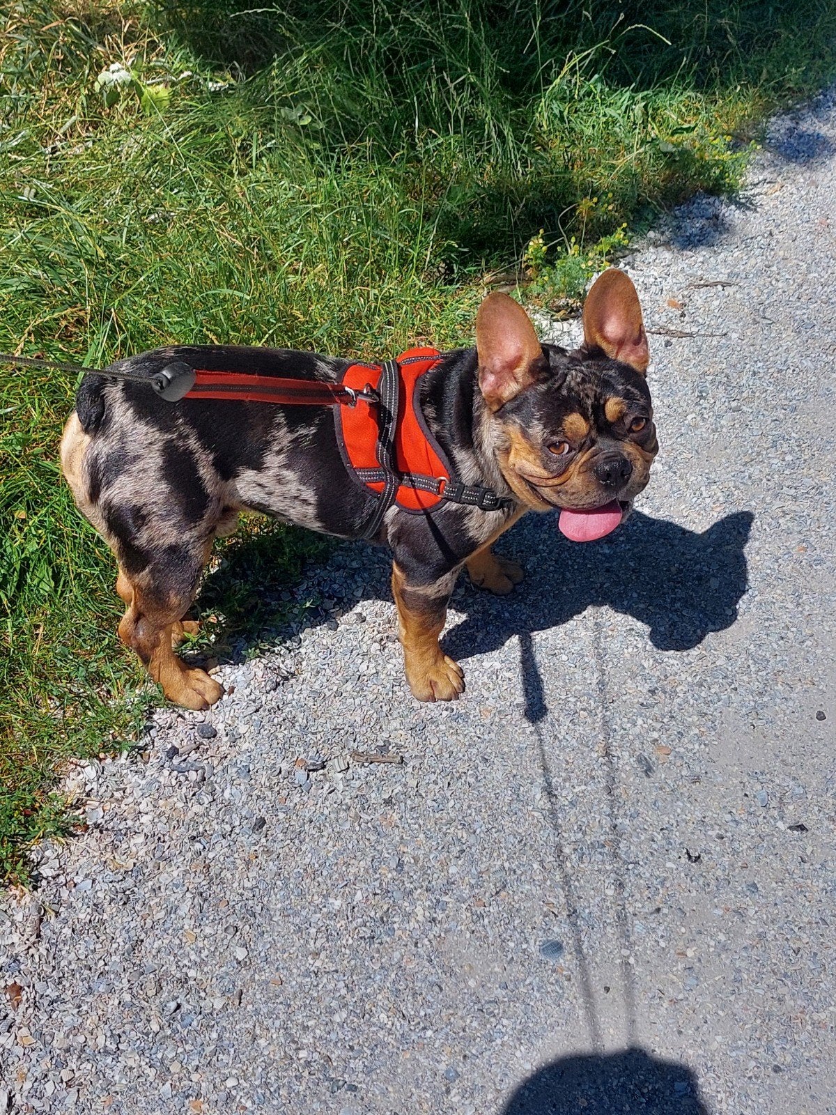 franse bulldog reu super mooie dekreu tekoop!!, Dieren en Toebehoren, Honden | Bulldogs, Pinschers en Molossers, Reu, 1 tot 2 jaar