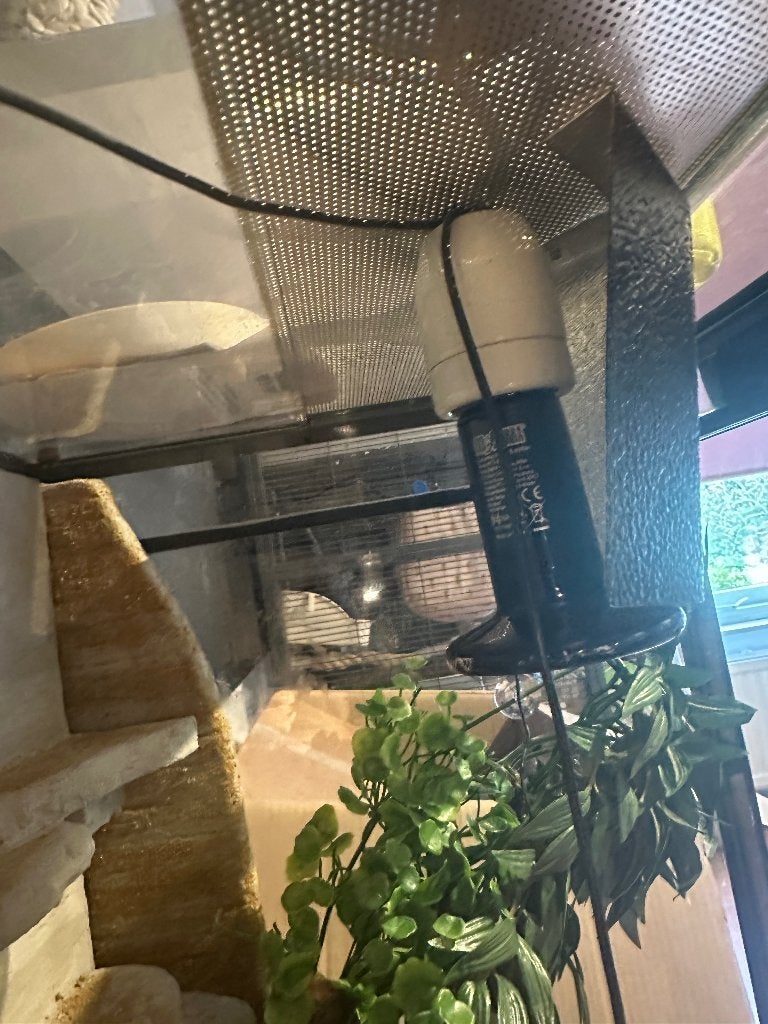 Luipaard gekko (eventueel met terrarium) Leopard Gecko photo 10