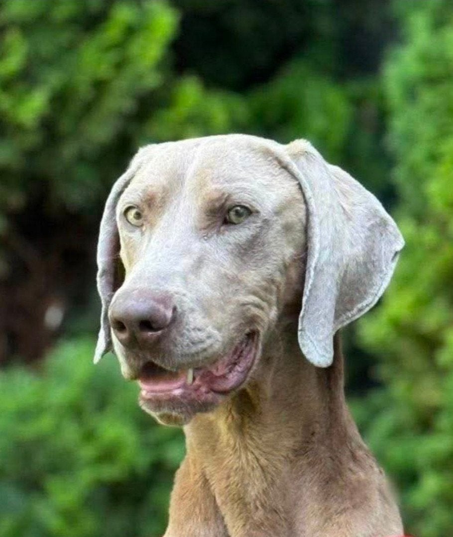 Axsel, vriendelijke en zachtaardige Weimaraner, Dieren en Toebehoren, Duitse Staande hond, Particulier, Reu, 1 tot 2 jaar