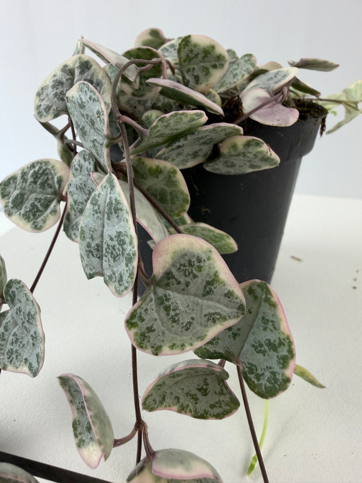 Ceropegia woodii variegata - Hartjesplant - Pot 6, Ophalen of Verzenden