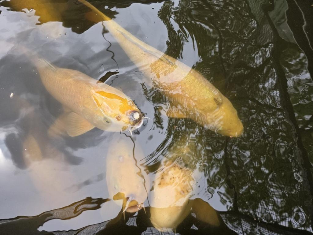 Chagoi's, Karper of Koi