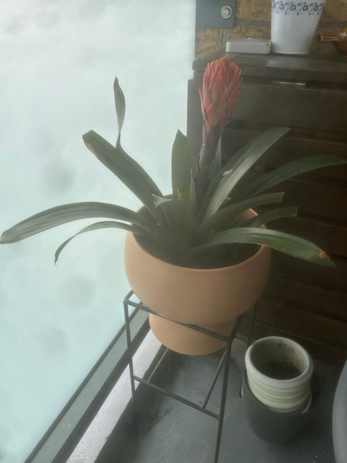 Prachtige Bromelia plant in terracotta pot, Overige soorten, Vaste plant, Ophalen of Verzenden, Halfschaduw