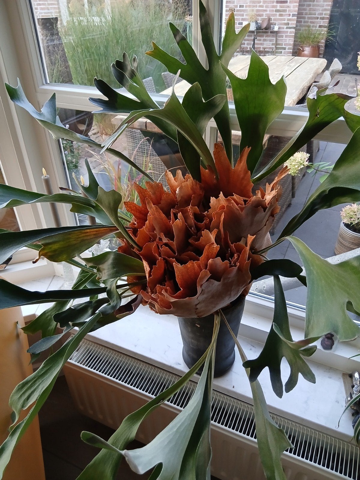 Unieke Hertshoornvaren (Platycerium) - Grote Kamerplant, Ophalen, Minder dan 100 cm