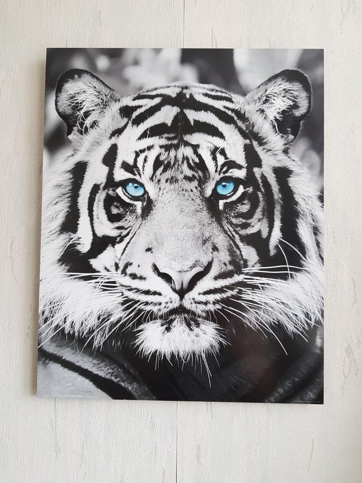 schilderij met tijger 50x40cm., Ophalen