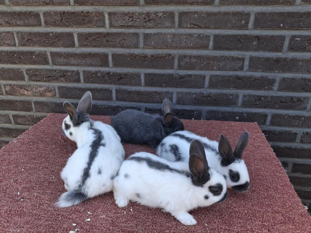 Te koop jonge klein lotharingers, Dieren en Toebehoren, Konijnen, Meerdere dieren